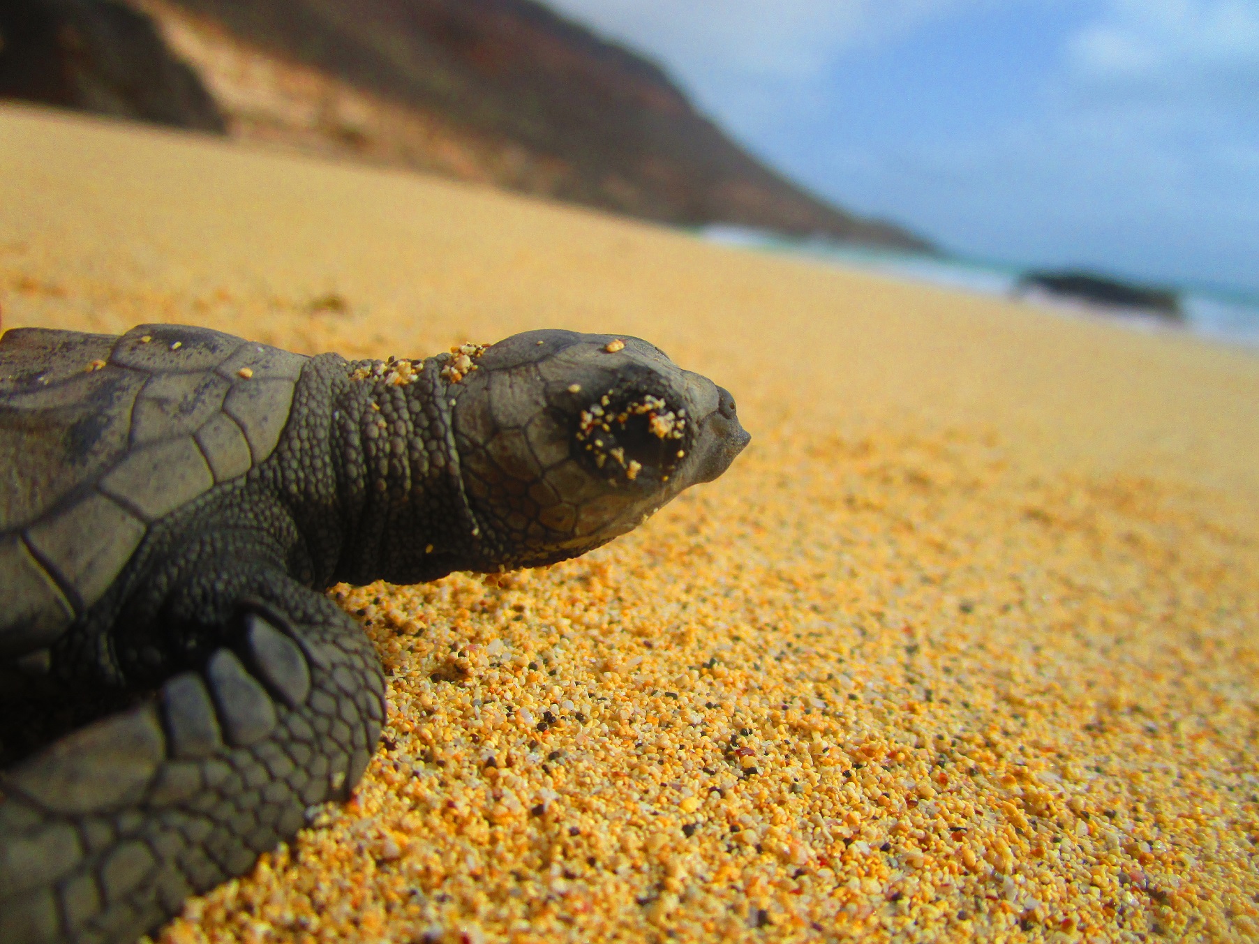 Turtle1 Serra Negra_Hatching_ 2016