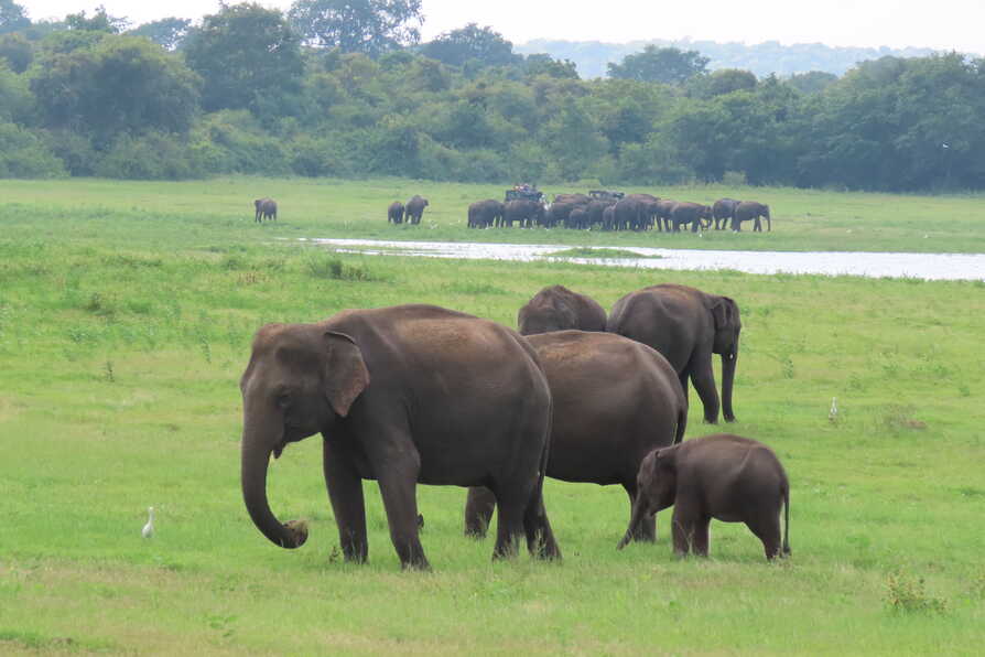 TUI Wildlife Sri Lanka1