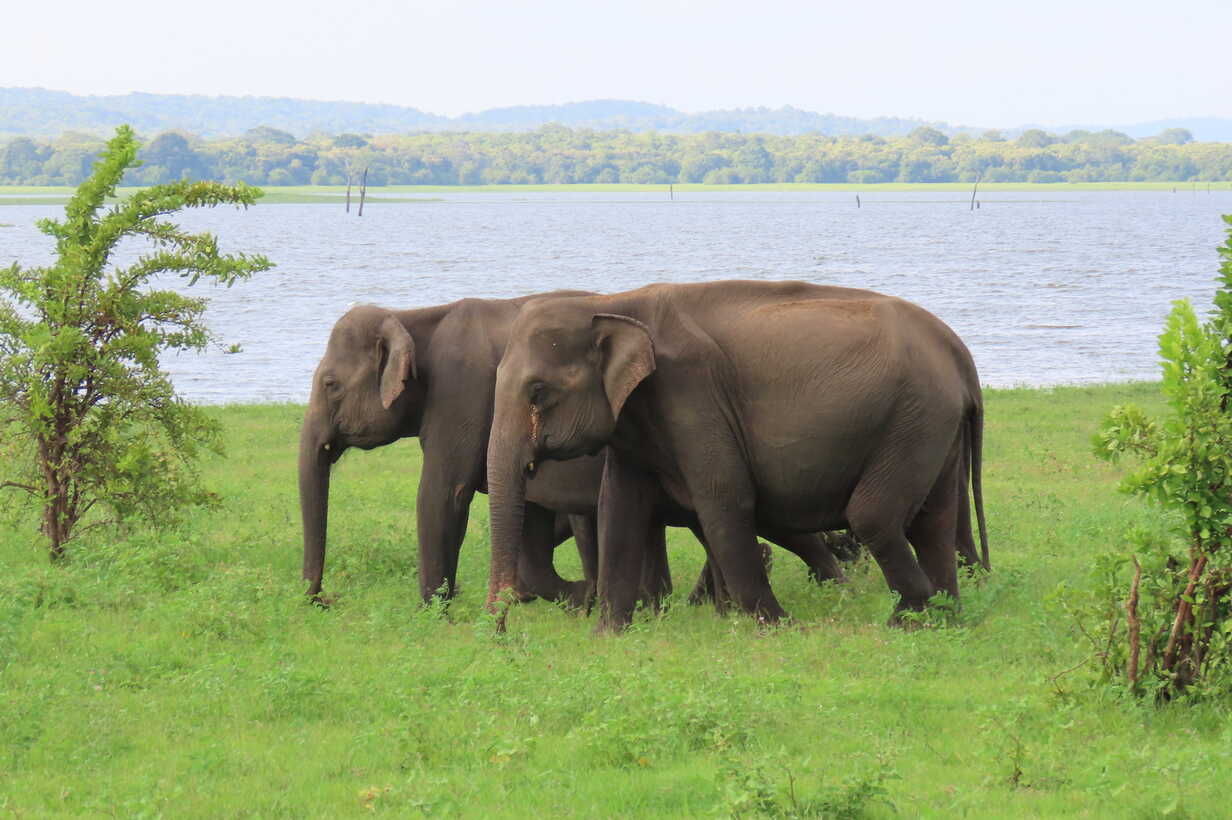 TUI Wildlife Sri Lanka 3